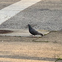 Rock Dove