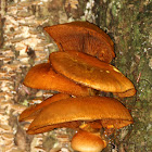 Gymnopilus Mushrooms