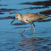 Willet