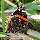 Red Admiral