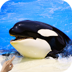 Orca Killer Whale Apk