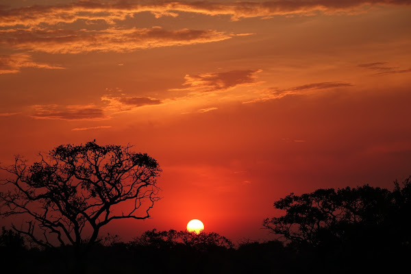 Africa!!! di Alessandro Pezzo