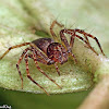 Lynx Spider