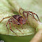 Lynx Spider