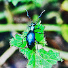 Black Blister Beetle