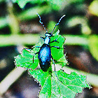 Black Blister Beetle