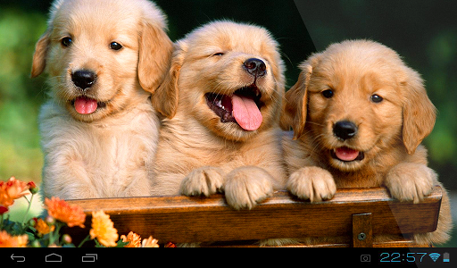 Puppies Live Wallpaper