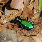 Six Spotted Tiger Beetle