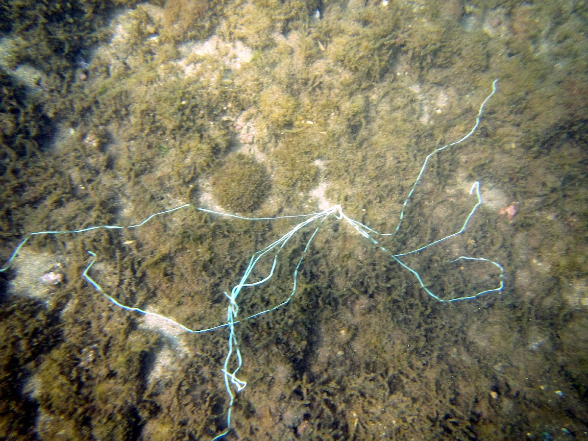 Spaghetti Worm feeding tentacles