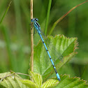 Common blue damselfly