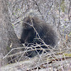 North American Porcupine