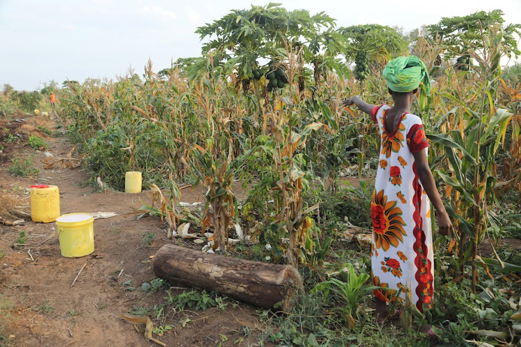 A farmer shows her farm which was invaded by elephants in Shakahola.