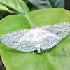 Thyrididae, leaf moth