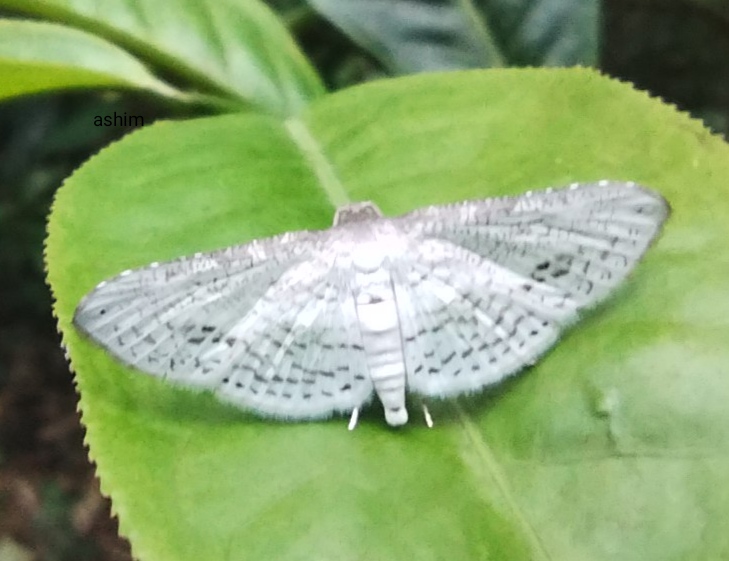 Thyrididae, leaf moth