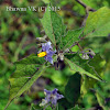 Thorny Nightshade