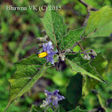 Thorny Nightshade