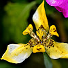 YELLOW WALKING IRIS