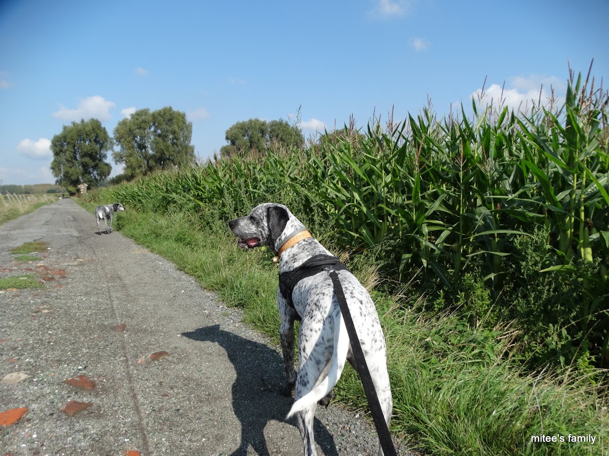  - Neva, jeune border collie ADOPTÉE   - Page 2 2IgqOb7XoBR2qJuaxC2v5eCc-uR6SwYCrbu6s9B9i18T4Ie7w2Z657B6IrvQtH5uOZfCie8p79hChp0haIxY5GbP2SwCjT1cbwyT-LDdEjBmYO9uRzLBL4Mw2l9MfY7UXBI8RLf_m88A8T5GQtZ671v9ssimaAY04tNIlQMqMTUZ8MMTMG-14FvzlqD9zocj_wQV8-s0rLB8W3q2YjXFS56h_ee_omIae-Kgnjw1KX9sVVTqYFPouawUtZ4-1gEGWb-9o6WhAoHjyxlCAgBSKDSZzB77Yv3wXky67v_SpOQ6utgy0vDrhrPg3j9ZKs3FuMcbN10tAc40VL2m--jItfNbdhp56BKgPHyrSft6aSabhNOFT3KtNltg-1RpEU2AVZJIZKTkLCIDDmXIPyRl4a-IQVF0lBJ9-htWF0Ftkk0tRq-t55g8pOPyNY8CnBceb52ltIti2tr5Ek0nRlfbqpV--MmEcGJHVFVaPcViB_VYrqmwJmSH0pXI6OgK0QhTOMwqZVDTf_q3p0x9nP3eOBV5iZ_1zlB7NOerrf3bsbfuAyxxDxQt_bNkvUNKbk45EDi9DfBXbvB2zP4HUVn7kV81Y4_Y31x29cLCoPsGJz8=w1190-h892-no?pageId=102314735241138359955