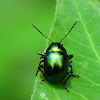 Eumolpine Leaf Beetle