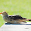 Guira cuckoo