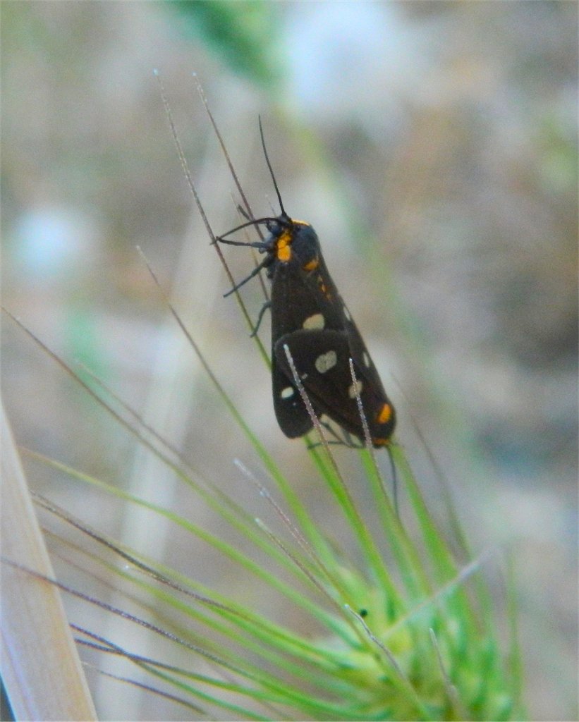 Dysauxes moths mating