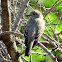 Spotted flycatcher. Papamoscas gris