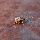 Weevil