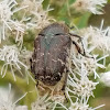 Spangled Flower Beetle