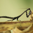 Carolina Mantis