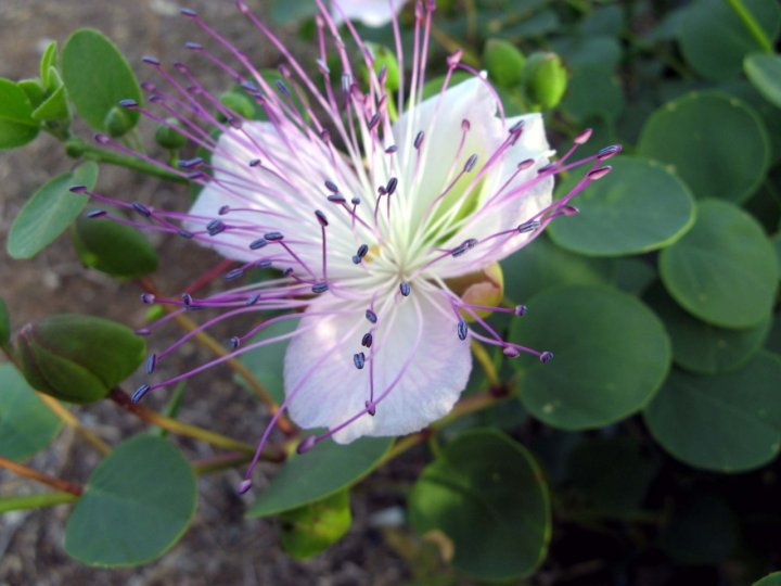 Fior di cappero di dbianca