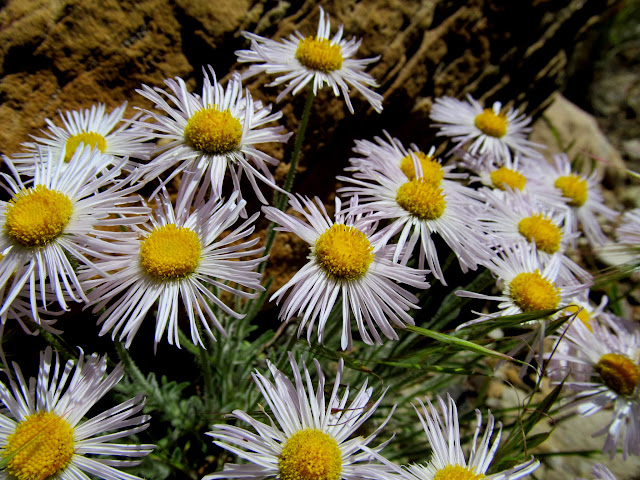 Daisies