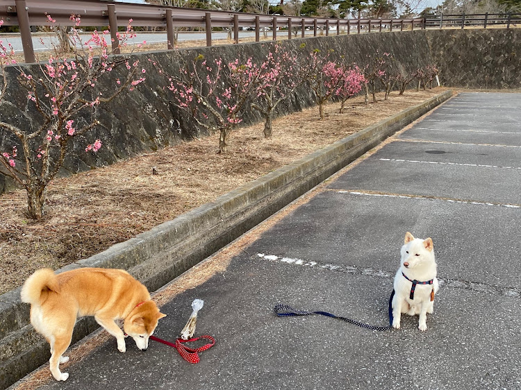 ランサーエボリューションのひだまりの爺ちゃんさんが投稿したカスタム事例の投稿画像4枚目