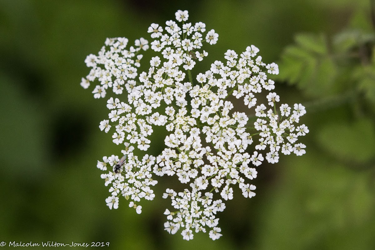 Miniature white flowers