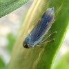 Leafhopper