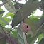 Mud Dauber Nest