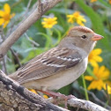 White-crowned Sparrow