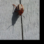 False potato beetle