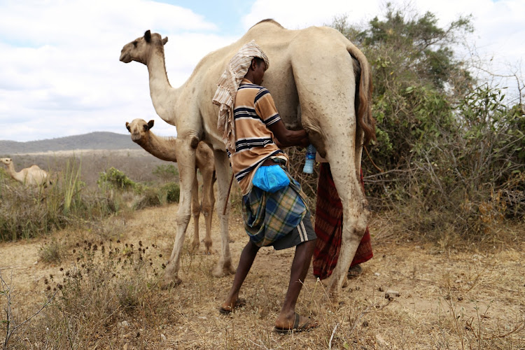 A herder milks a camel at the banks of River Mtwamwagodi in Mariwenyi Village on August 2 last year