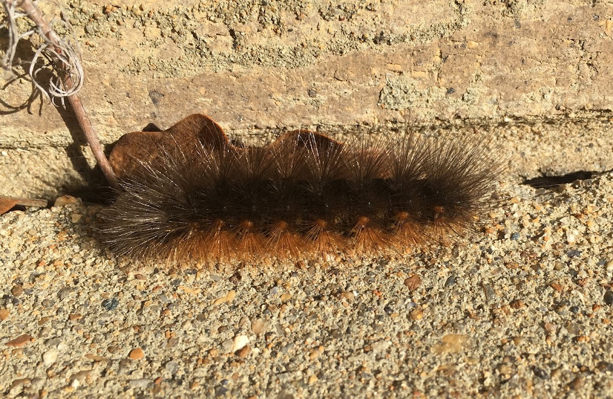 Salt Marsh Moth caterpillar