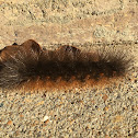 Salt Marsh Moth caterpillar