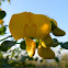 Bladder Senna