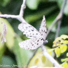 Common Tree Nymph