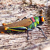 Trochilus Grasshopper