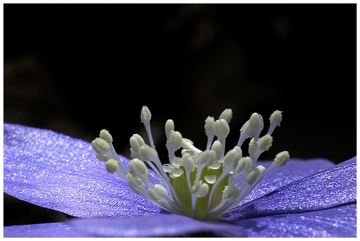 Il colore viola di luciano s