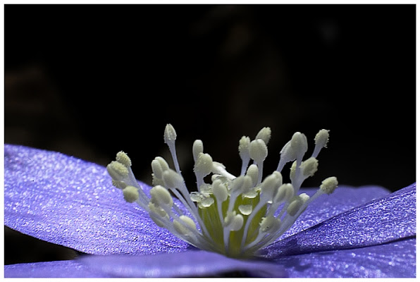 Il colore viola di luciano s