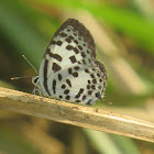 Common Pierrot Butterfly