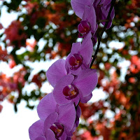 Orchidea di Bali di 