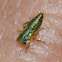 Leafhopper nymph