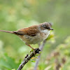 Common Whitethroat