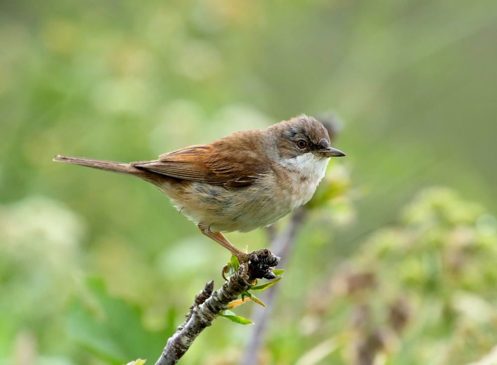 Common Whitethroat